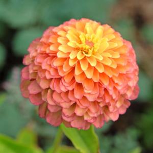 Zinnia 'Queeny Lime Red' (fr) Cost For Sale