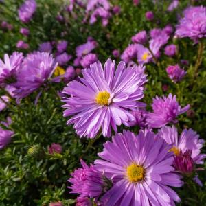 Asters 'Herbstgruss Vom Bresserhof' 2025 New For Sale