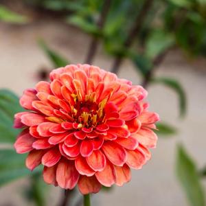 Zinnia 'Salmon Queen' (fr) Pay With Visa For Sale