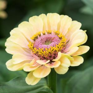 Zinnia 'Queen Lime Blush' (fr) Cheap Sale Enjoy