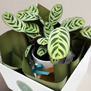 Client Welcome Gift Hamper - Sydney Only Buy Cheap Visit