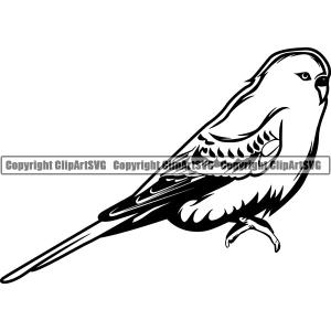 Parakeet Bird Animal ClipArt SVG Cheap Sale 2025 Unisex