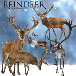 Designer Gems - Reindeer Overlays Cheap Wide Range Of