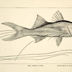 1910 Wood Engraving Thread Fish Polynemus Paradiseus Paradise Threadfin TYJ1 Grey Outlet Store Online