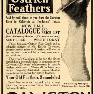 1911 Ad Cawston Ostrich Farm Feathers California Orange - ORIGINAL EM1 Extremely Cheap Pice