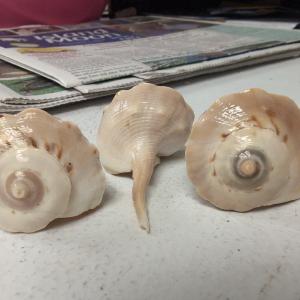 Spiral Tudicla Shells (Tudicla Spirillus) Free Shipping Clearance