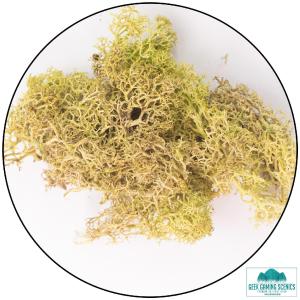Lichen - Reindeer Moss (Icelandic Moss) Old Green Clearance Genuine