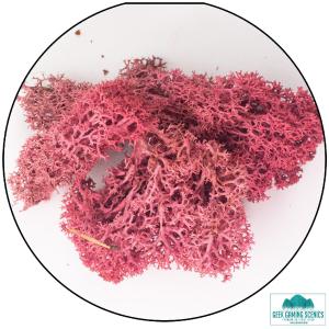 Lichen - Reindeer Moss (Icelandic Moss) Burgundy Red Release Dates Sale Online