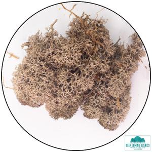 Lichen - Reindeer Moss (Icelandic Moss) Brown Free Shipping Real