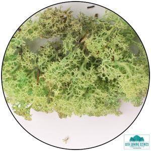 Lichen - Reindeer Moss (Icelandic Moss) Mint Green Official Cheap Online