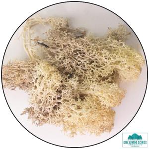Lichen - Reindeer Moss (Icelandic Moss) Misty White Clearance Best