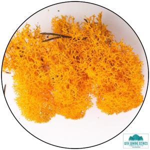 Lichen - Reindeer Moss (Icelandic Moss) Orange Buy Cheap Extremely