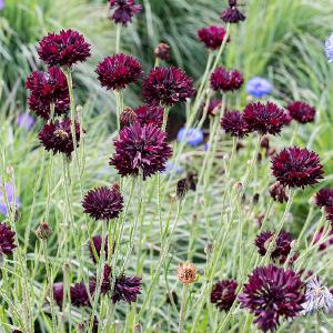 Cornflower 'Black Gem' Free Shipping Pick A Best