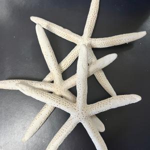 White Pencil Finger Starfish 6-8", 8-10" Clearance Footlocker Finishline