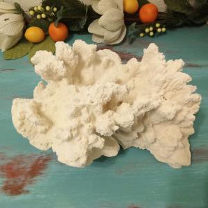Vintage White Coral- 14" Discount Store