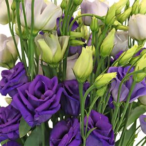 Hues of Purple Mini Lisianthus Flower Visit New