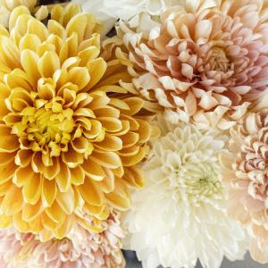 Honeycomb Chrysanthemum Flower Kit Buy Cheap Pay With Paypal