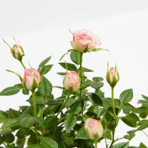 Variegated Pink Miniature Roses Cheap Pice Cost