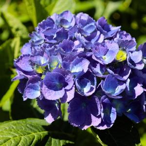 L.A. Dreamin' Hydrangea Sale Supply
