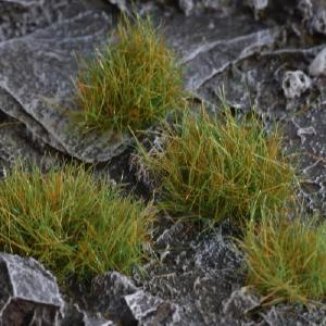 Strong Green XL 12mm Wild XL Discount Wiki