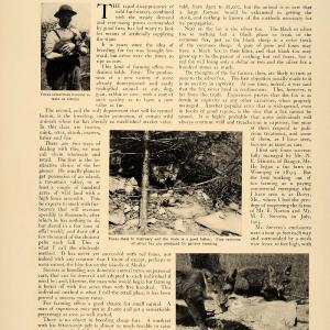 1906 Article Raising Fur-Bearing Foxes Pelts Hides Agriculture Pets Profit CLA1 Top Quality Cheap Pice