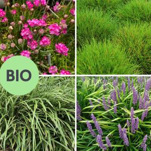 Borderpakket Wouter - Groenblijvende biologische siergrassen mix - per m2 Outlet Best Pices