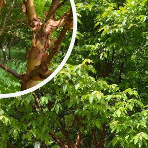 Papieresdoorn - Acer griseum Free Shipping 2025 New