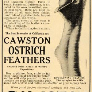 1909 Ad Cawston Ostrich Farm Feathers Event Oranges - ORIGINAL ADVERTISING GH3 Buy Cheap Newest