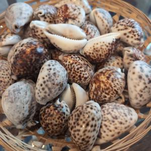 Tiger Cowrie Cypraea Tigris Cowry Grade A Amazon Online