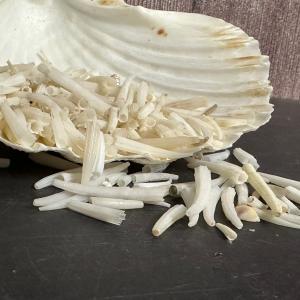 Tusk Shells- Dentalium/ White or Colorful Browse