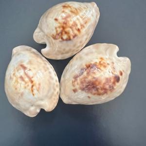 Teulerei Cowry Shipping Discount Authentic