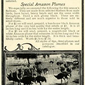 1902 Ad Cawston California Ostrich Farm Feathers Boas Fashion South LHJ6 Visit Sale Online