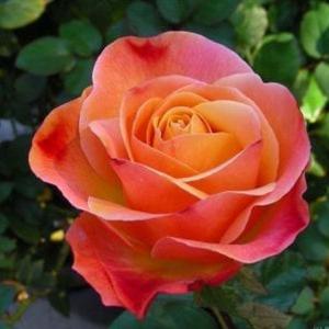 Colorific - 5 Gallon Buy Cheap Browse