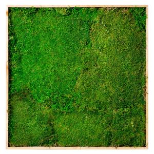 Decorative Moss Get To Buy