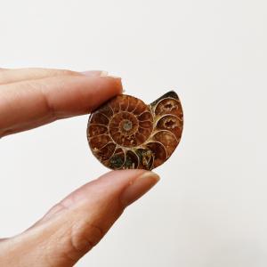 Ammonite Half How Much For Sale