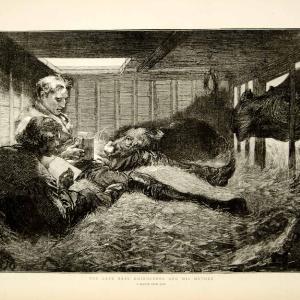 1873 Wood Engraving Art Baby Rhinoceros London Zoo Regents Park Animals YTG5 Best