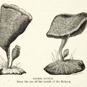 1882 Wood Engraving Art Beaker Sponges Plant Marine Botany Arctic Ocean XGYC4 Popular Online