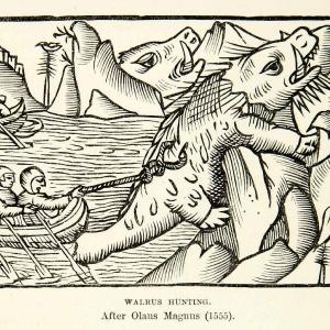 1882 Wood Engraving Art Arctic Walrus Hunting Medieval Marine Mammal XGYC4 100% Authentic For Sale