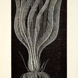 1882 Wood Engraving Art Hairstar Ocean Sea Marine Animal Taimur Coast XGYC4 Cheap Professional