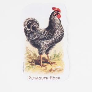 Chicken Sticker Free Shipping Genuine