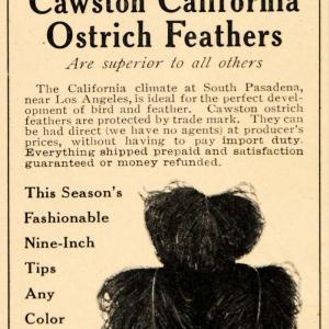 1906 Ad Cawston California Ostrich Farm Feathers Plume - ORIGINAL OD3 Sale Deals