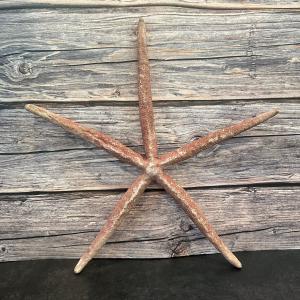 Giant Red Linckia Starfish 17" Buy Cheap 2025 Newest