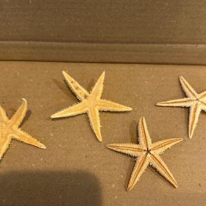 Flat Starfish Sale Comfortable