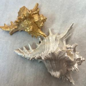 Gold or Pearl Murex Shell Cheap Usa Stockist