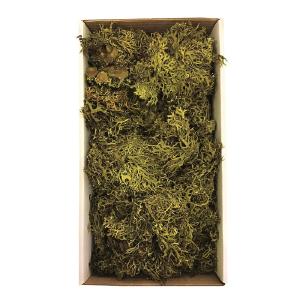 Tray Moss Green Moss, Wolf Lichen - 8-9 Oz, Preserved Discount Largest Supplier