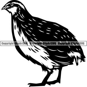Quail Bird Animal ClipArt SVG Free Shipping Buy
