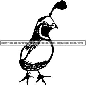Quail Bird Animal ClipArt SVG Wide Range Of Sale Online