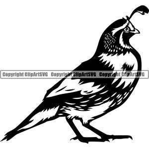 Quail Bird Animal ClipArt SVG For Nice Cheap Online