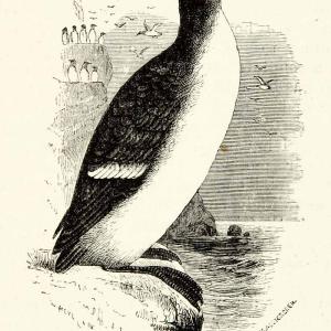 1882 Wood Engraving Art Loom Brunnich Guillemot Bird Animal Thick Billed XGYC4 Cheap Sale Wholesale Pice