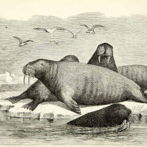1882 Wood Engraving Art Walrus Marine Mammal Animal Arctic Sea Odobenus XGYC4 Outlet Geniue Stockist